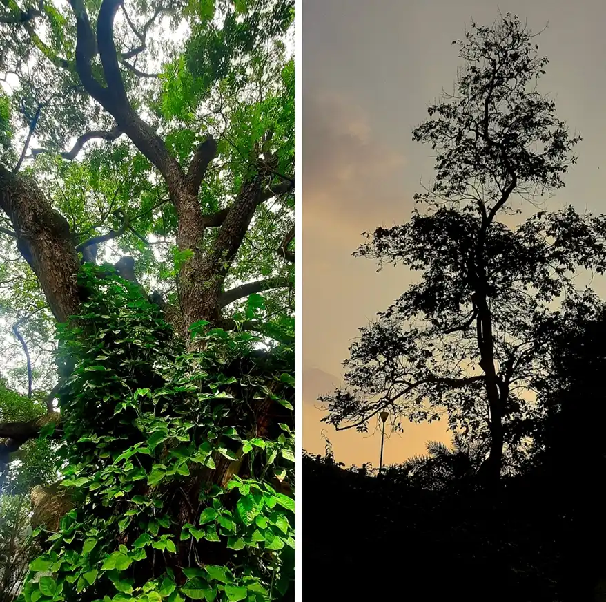Climate grief, Solastalgia, Eco-Anxiety, Environmental Melancholia - terms for our times as our psyches process climate change. (Image: Charumathi Supraja)