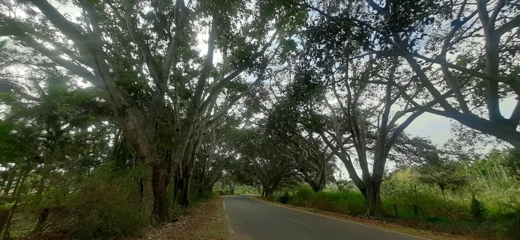A winding road surrounded by tall trees, creating a canopy of greenery overhead.