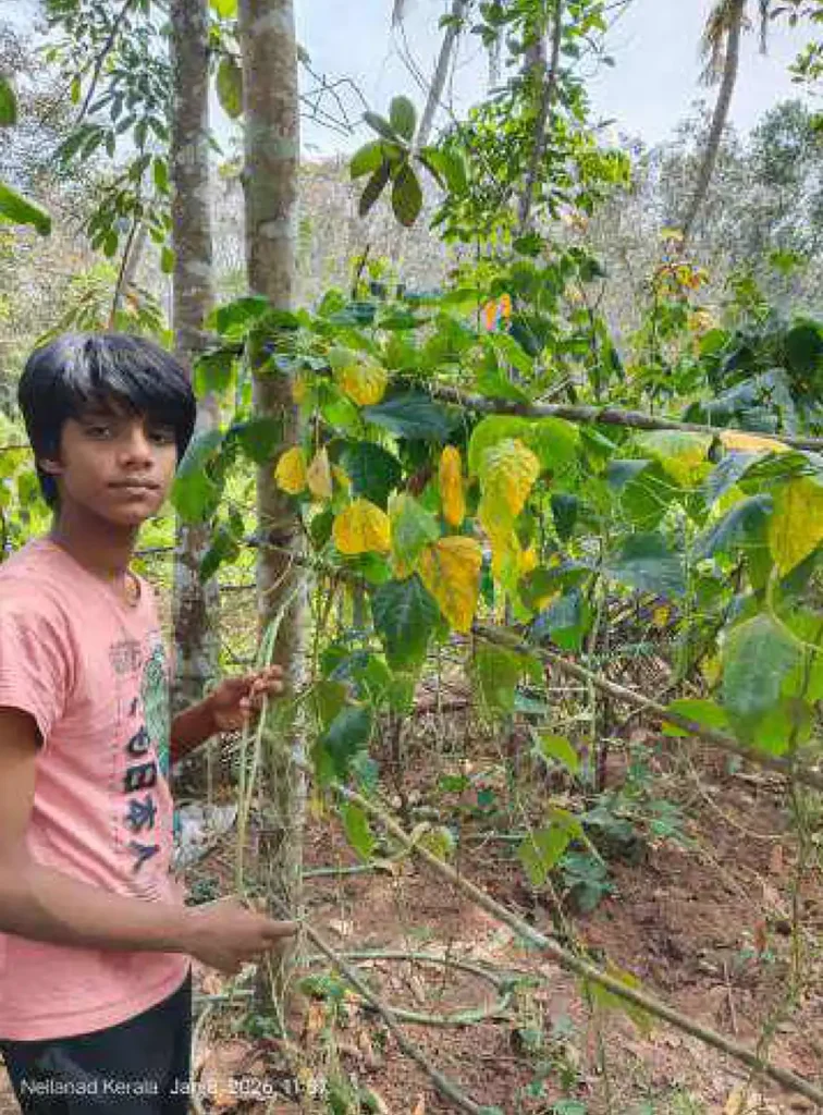 Muhammed Hadith Hussain, a young innovator from the Balasabha, looked at his school plate and saw a systemic flaw. His response is "Krishi Malayalam," a project designed to turn schools into self-sufficient hubs of organic nutrition.