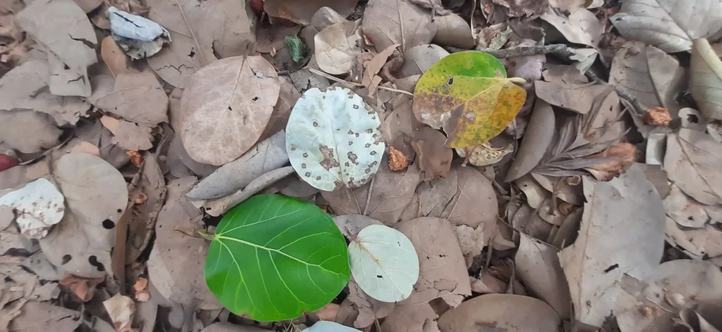 A variety of leaves on a bed of dry, brown foliage, showcasing green, yellow, and white leaves among others.