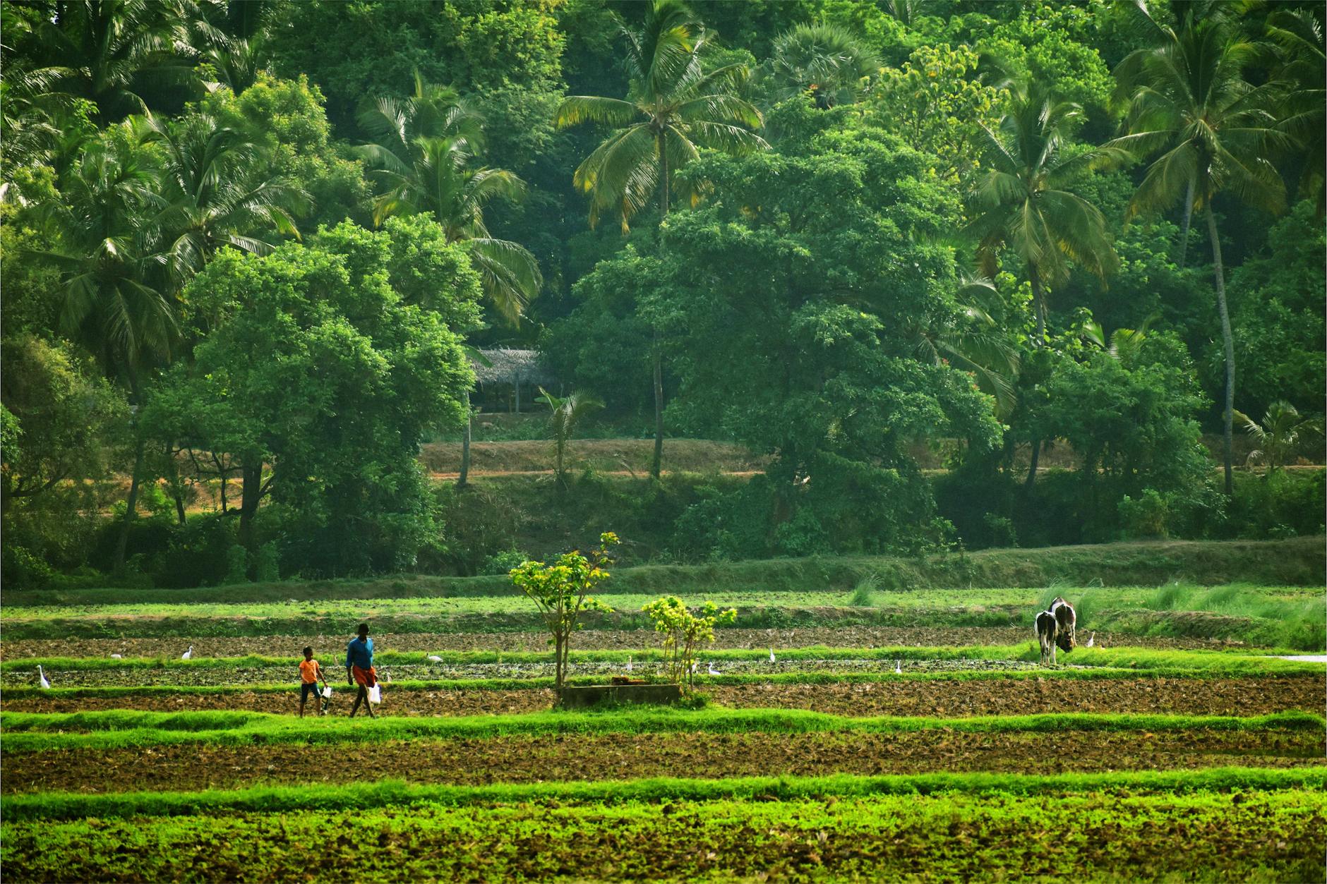 Reclaiming the Midday Meal: How Muhammed Hadith Hussain is Cultivating a ‘Krishi Malayalam’