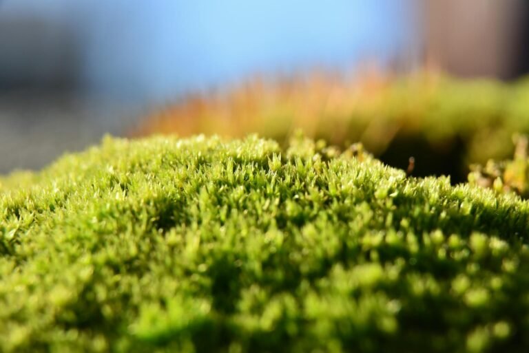 close up view of lush green moss in sunlight