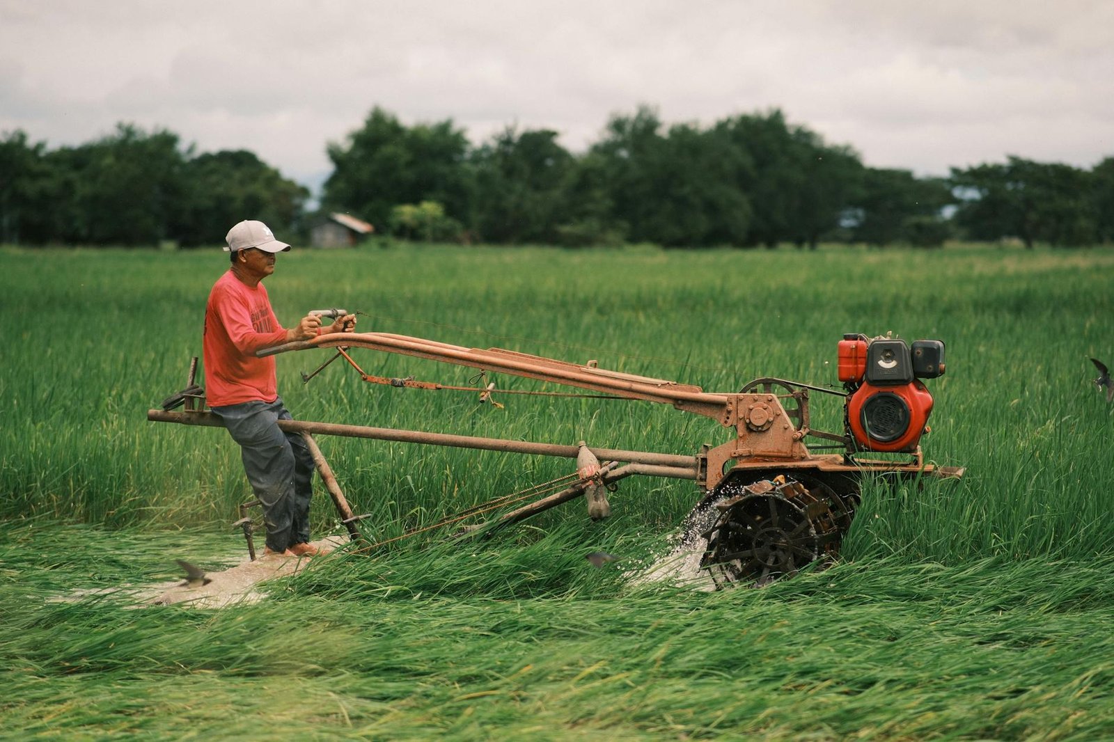 filipino farmer operating machine in rice field