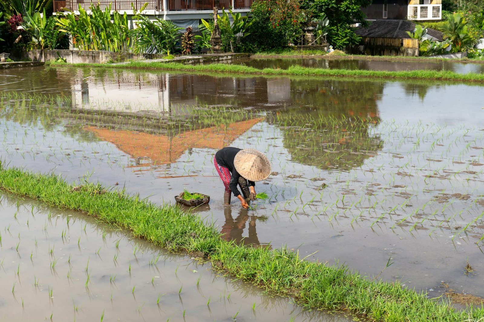 traditional rice farming in bali indonesia