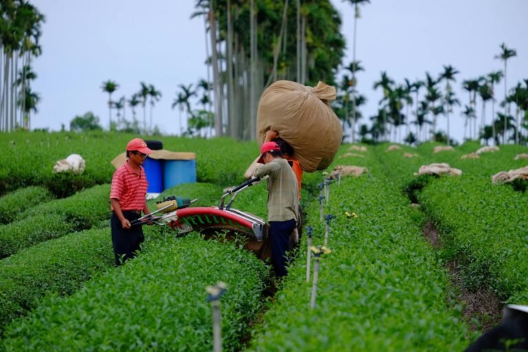 men working in a plantation