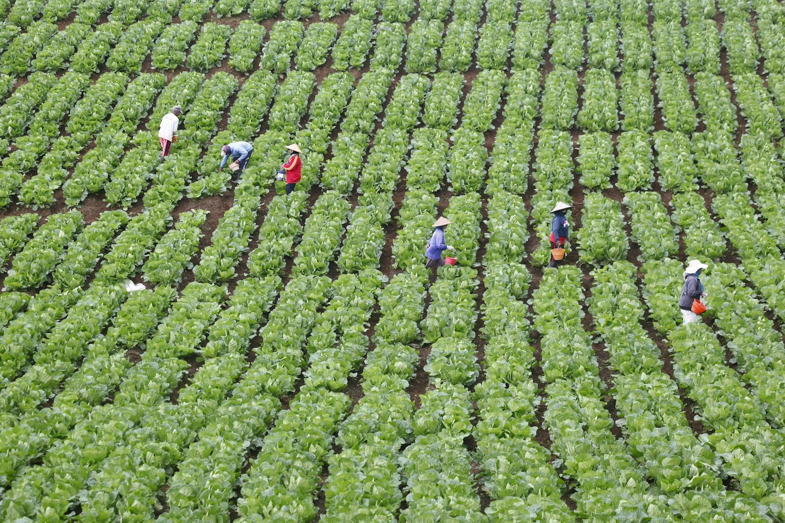 Agriculture