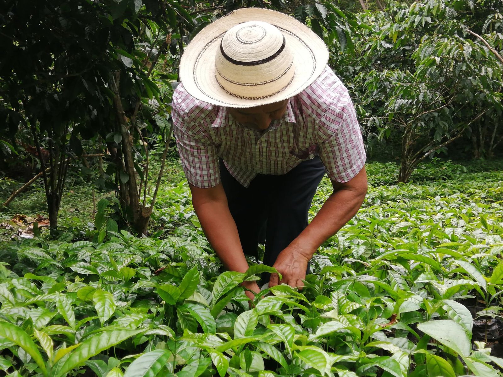 a man harvesting green tea plants