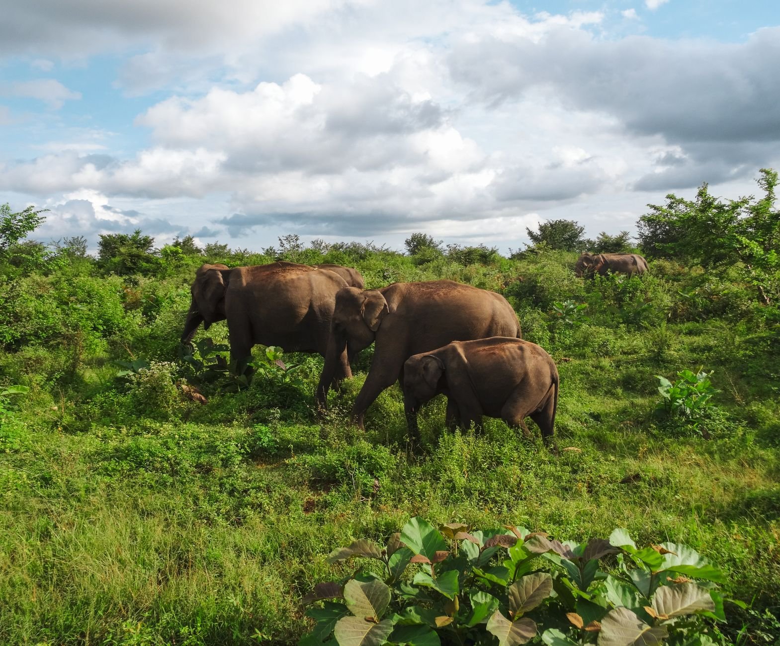 brown elephant on green grassland under white clouds