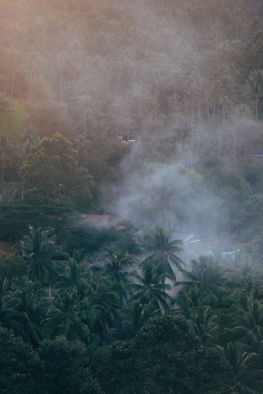 cloud over forest