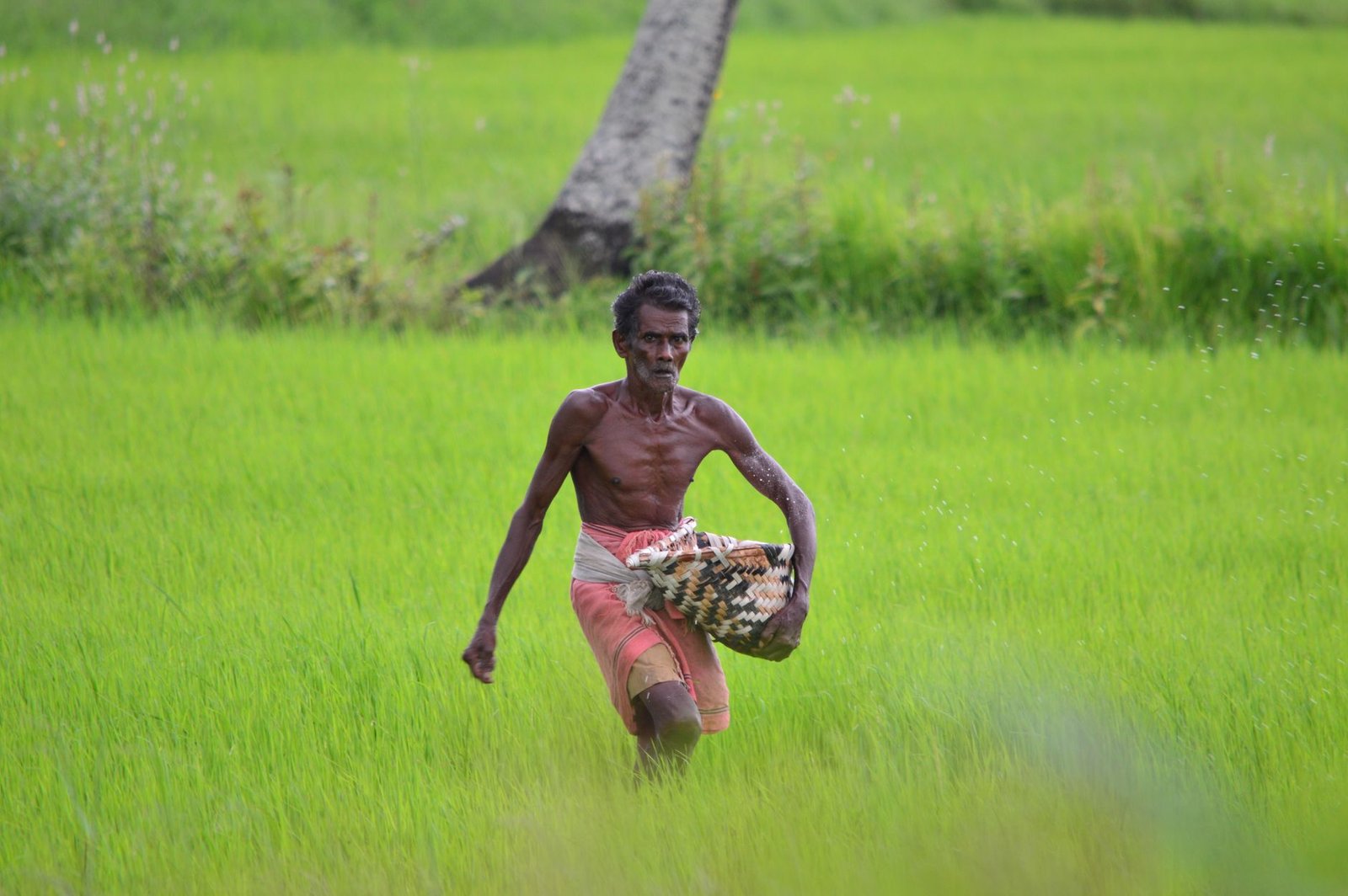 man working in rice paddy