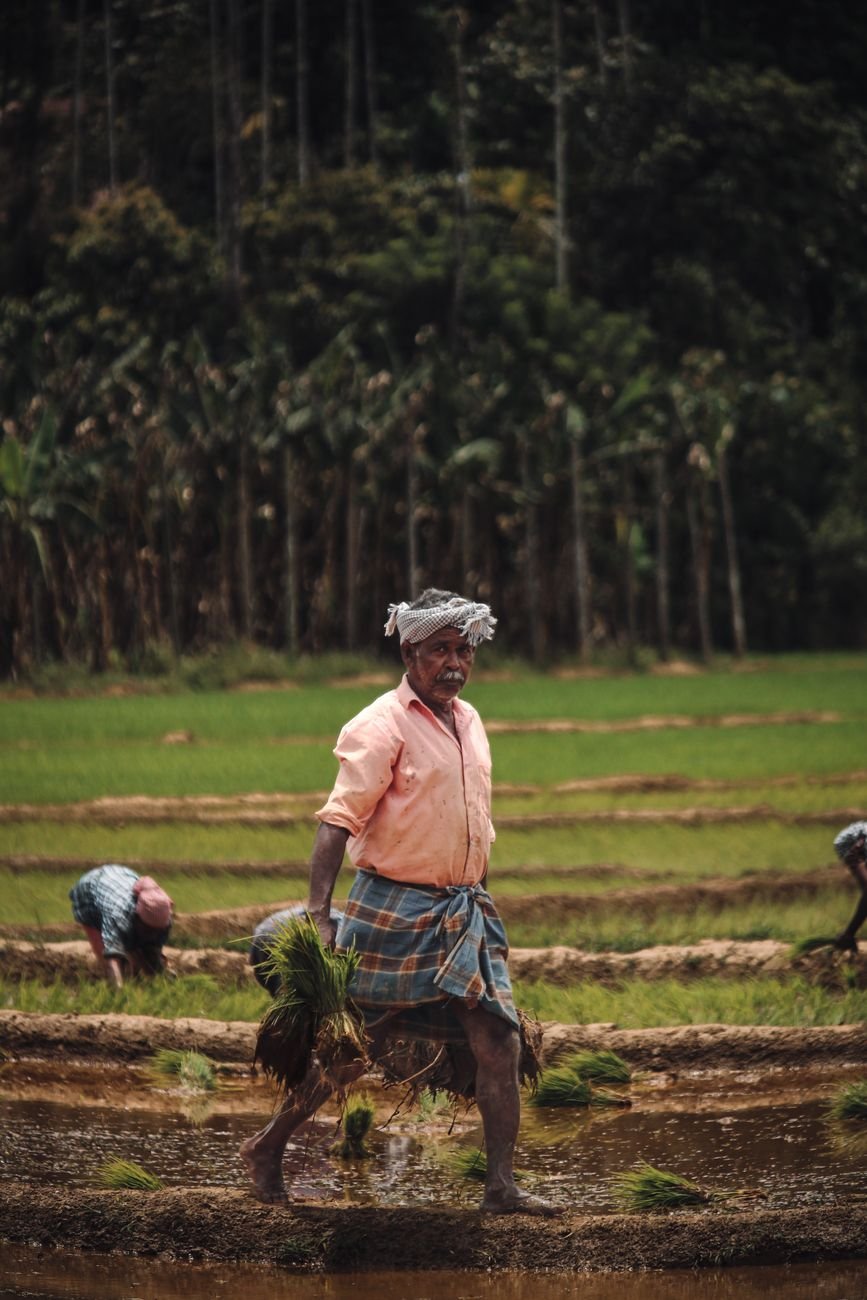 senior man carrying bunches of rice plants on a field