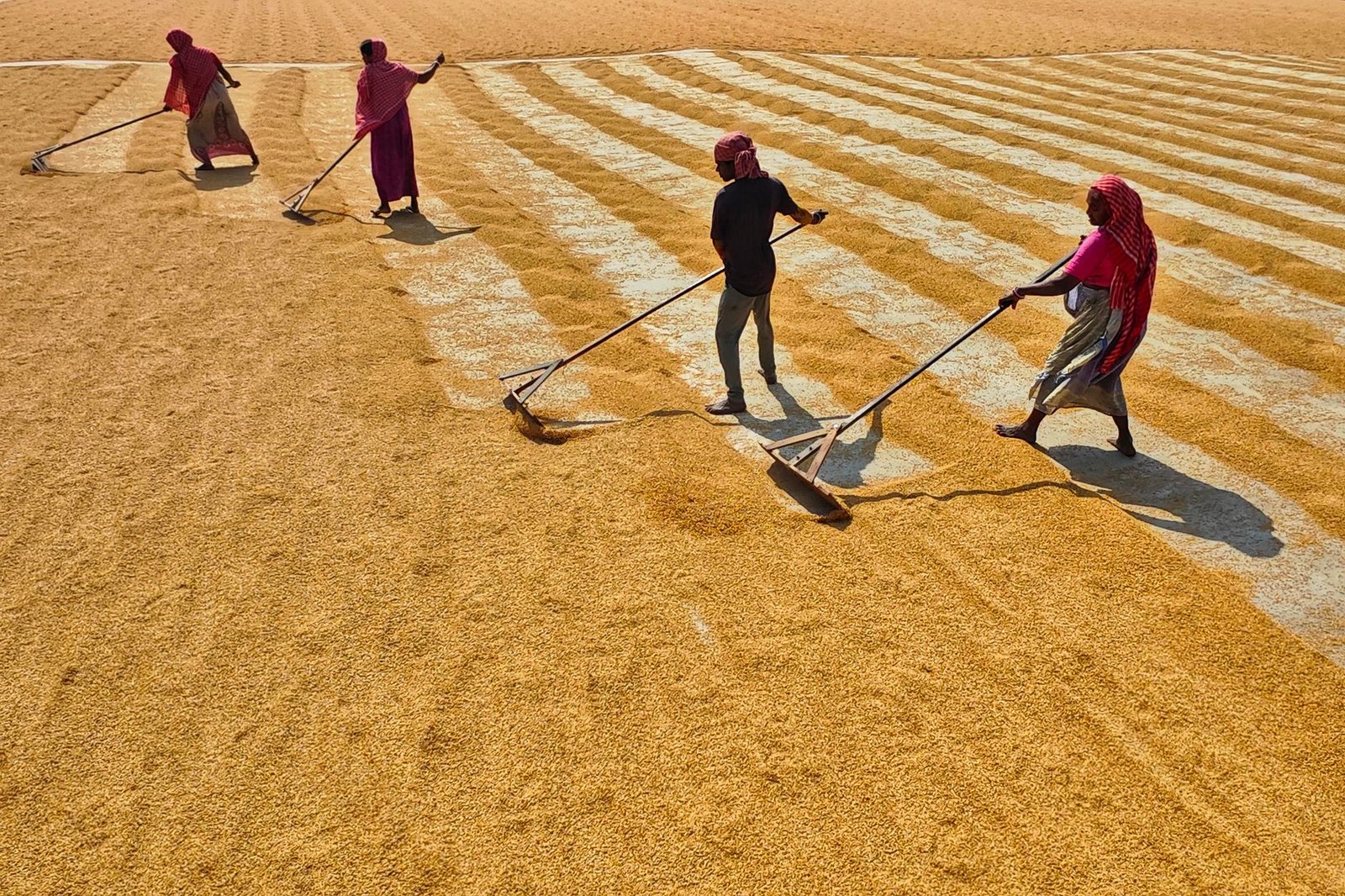 women raking dry seed