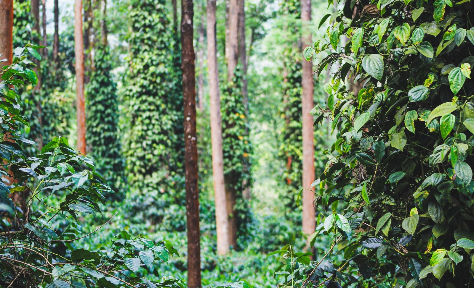 forest with creepers on the trees