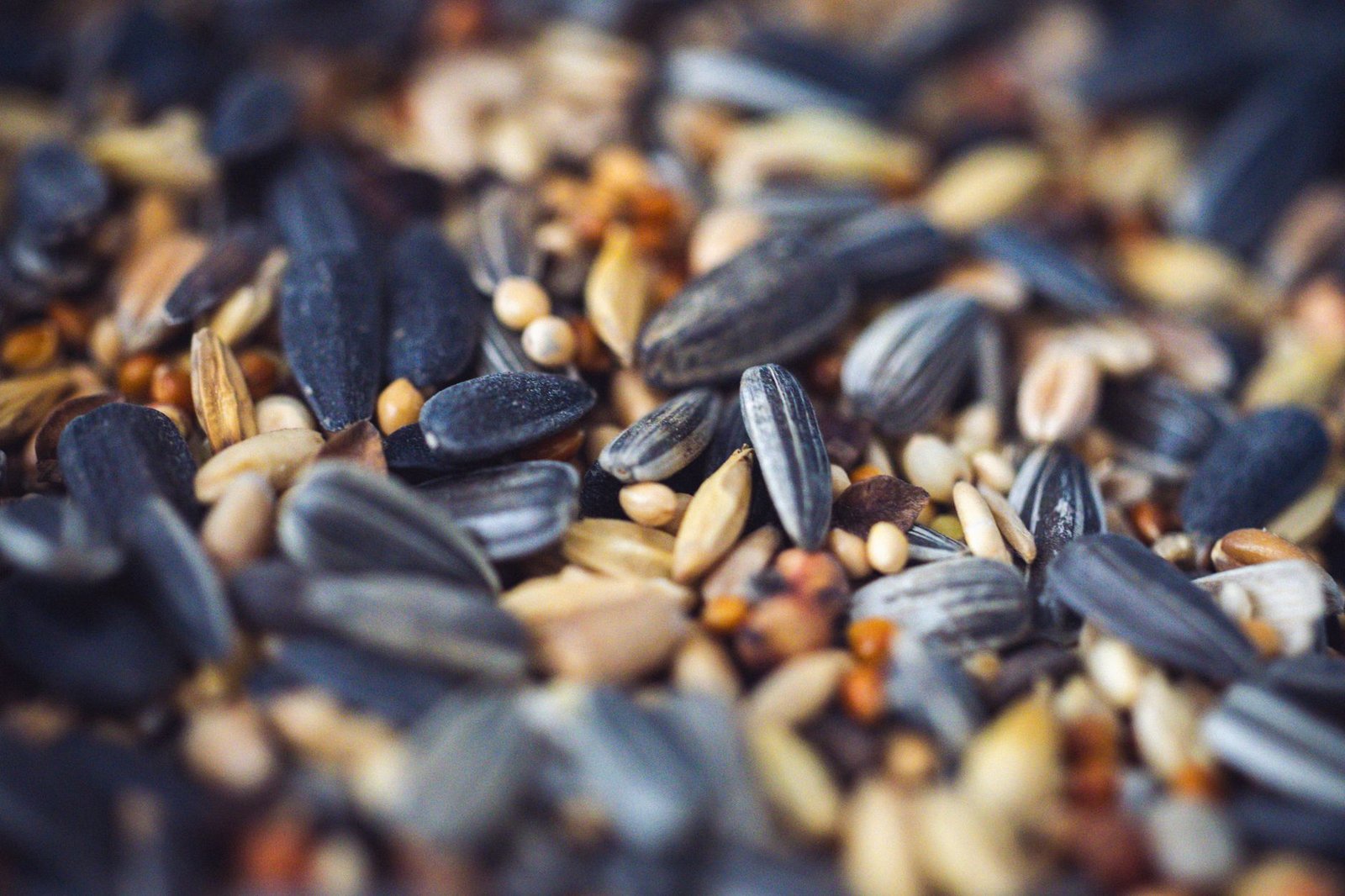 close up of diverse birdseeds assortment