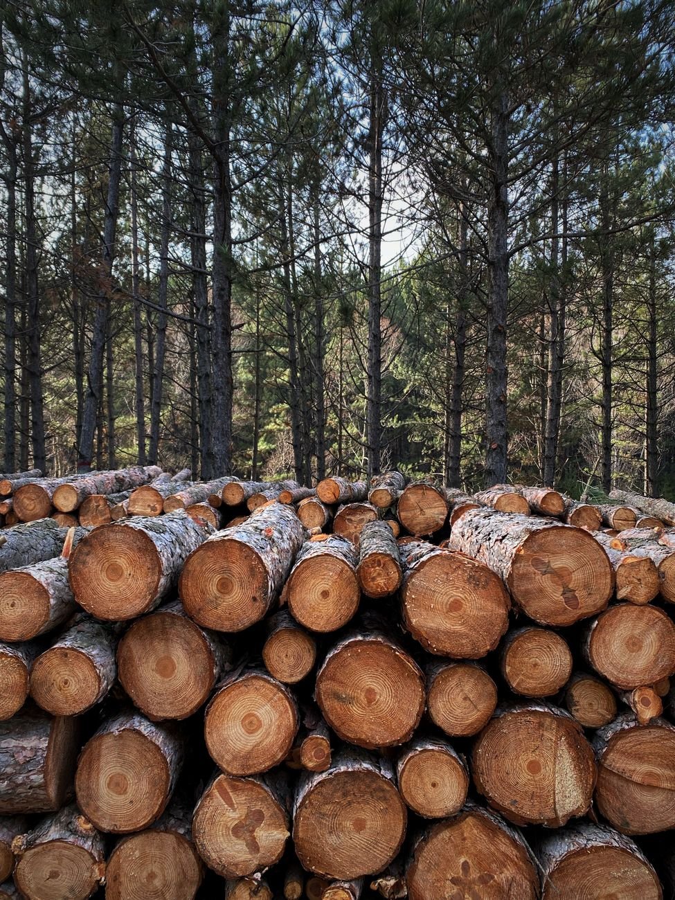 stack of cut logs in a dense forest setting