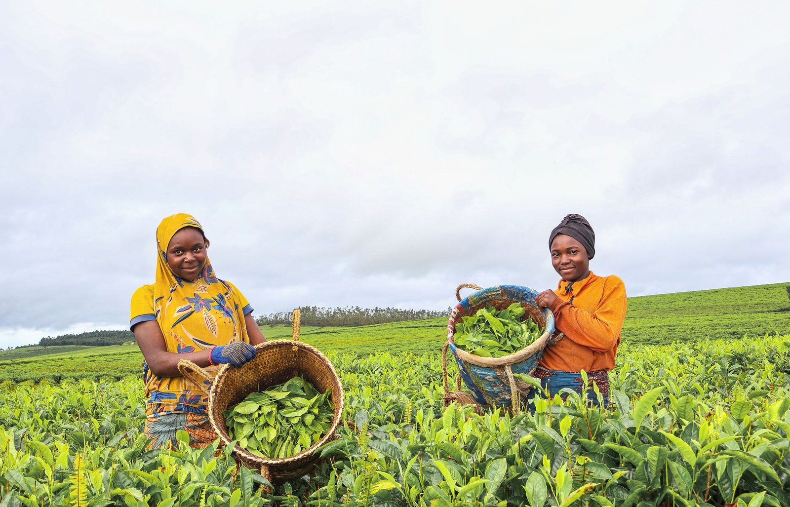 women harvesting tea leaves in vibrant field