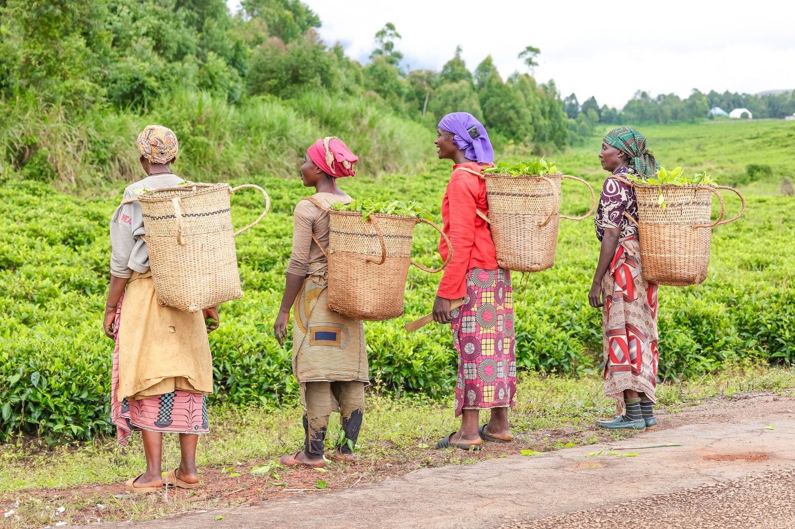 african women harvesting tea in taraba nigeria