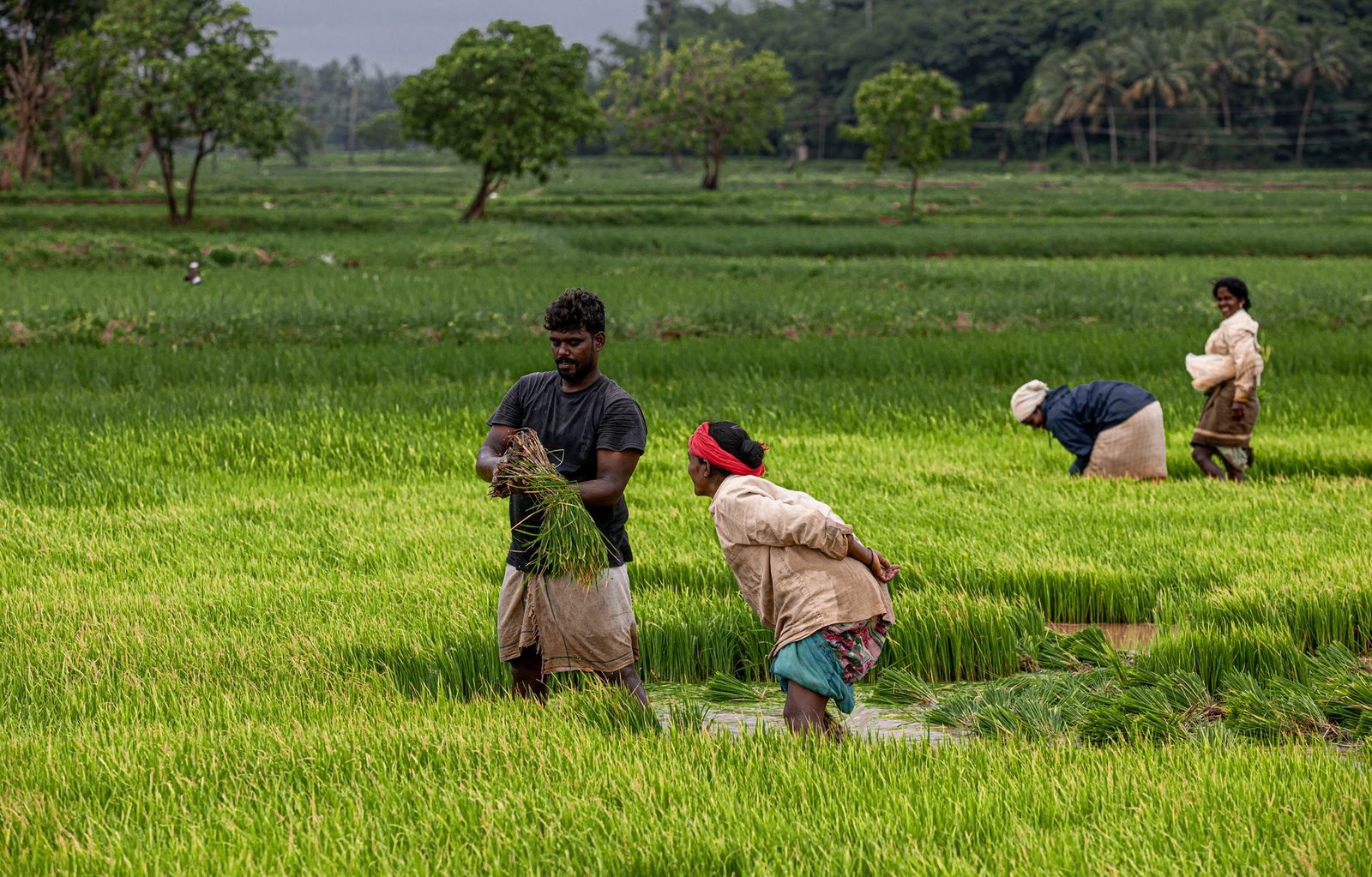 rice field workers in lush green landscape