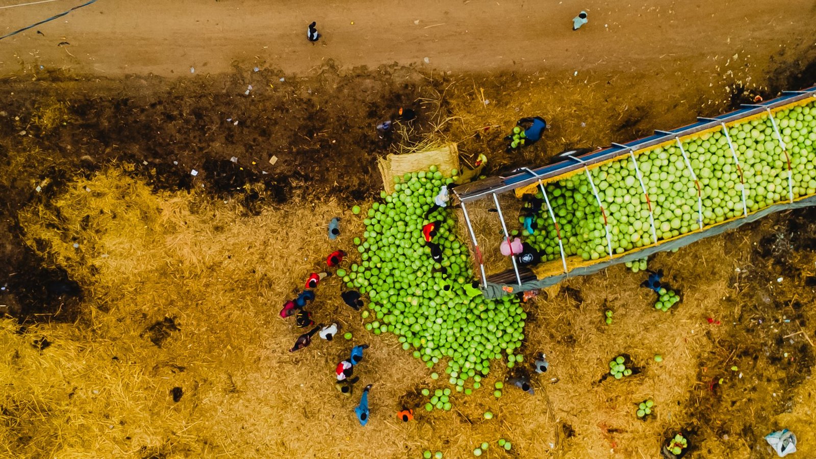 aerial view of melon harvest in abuja