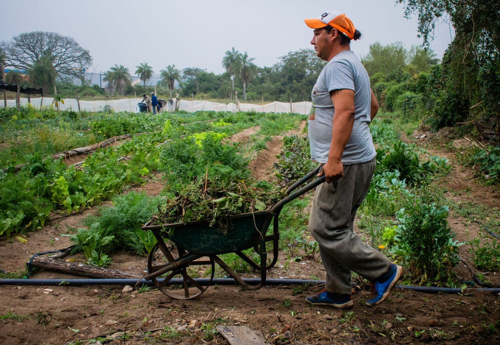 farmer working in a lush green vegetable garden
