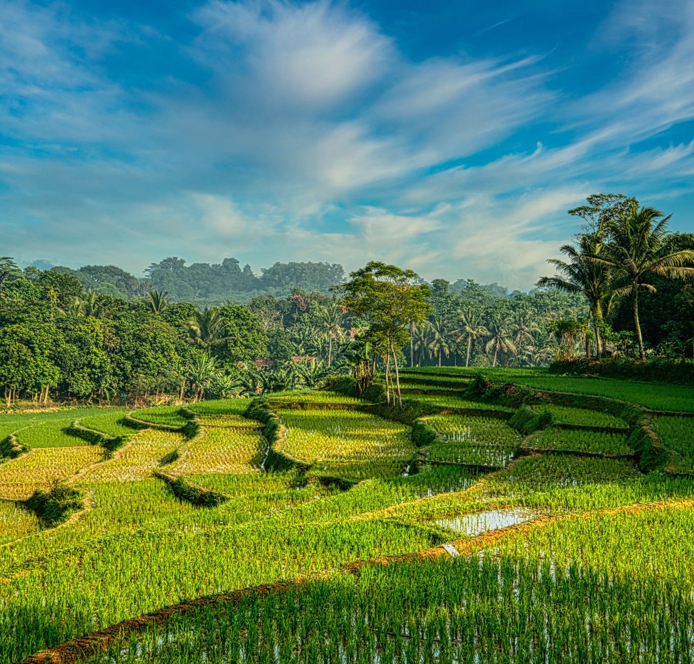 rice paddies in the countryside