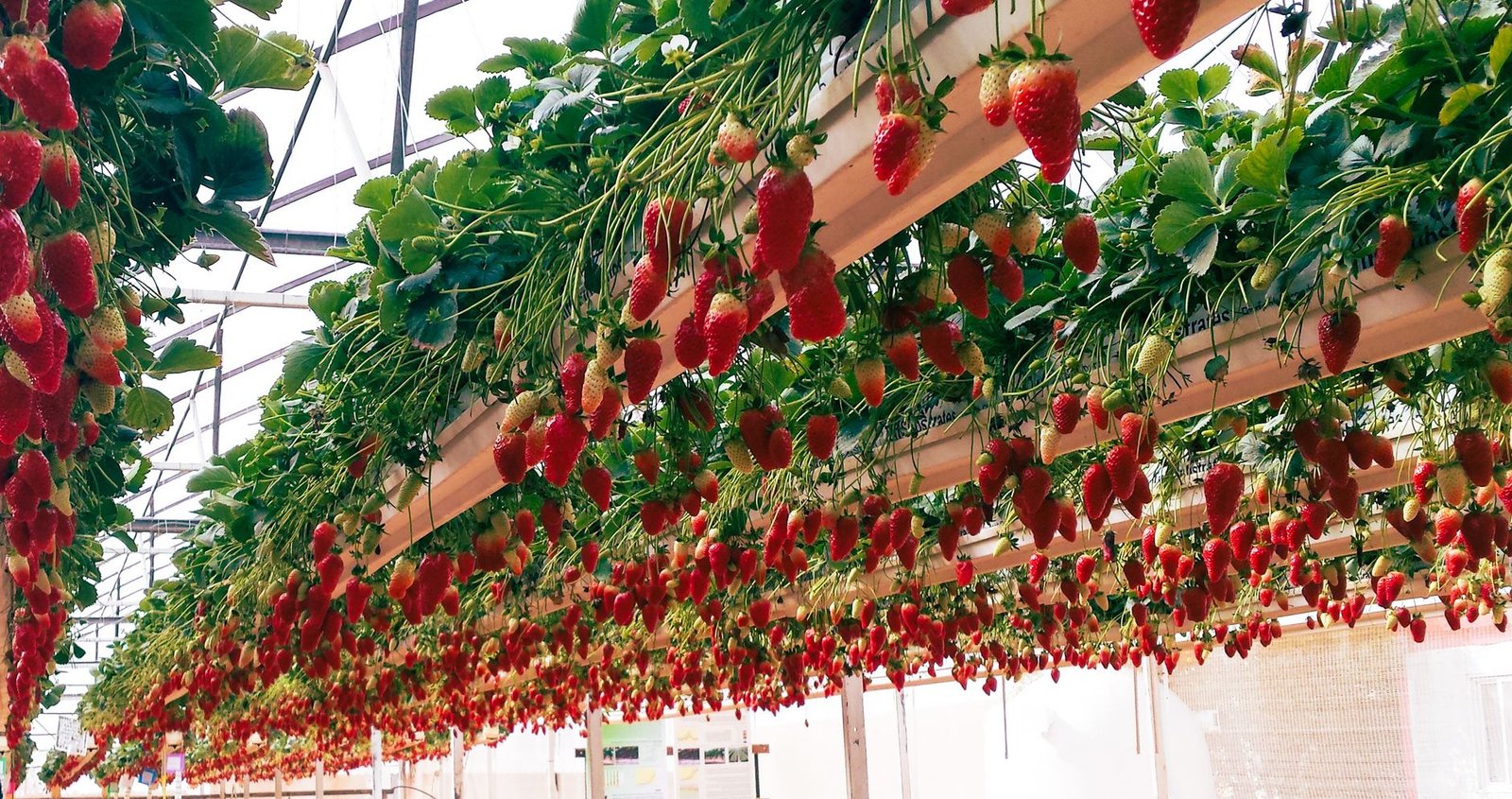 strawberries in greenhouse