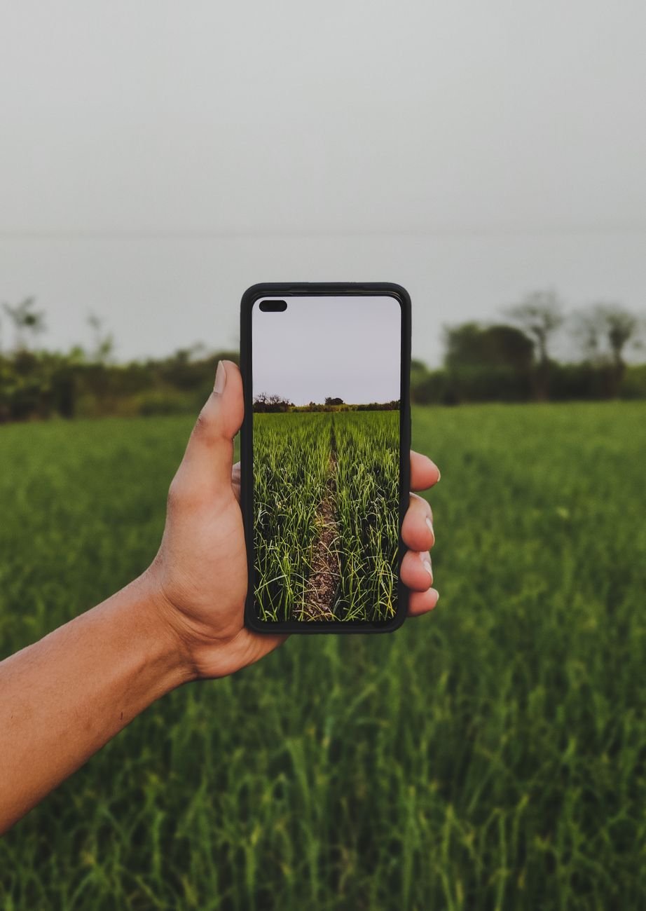 close up of a person holding a smartphone while taking pictures of a rice field