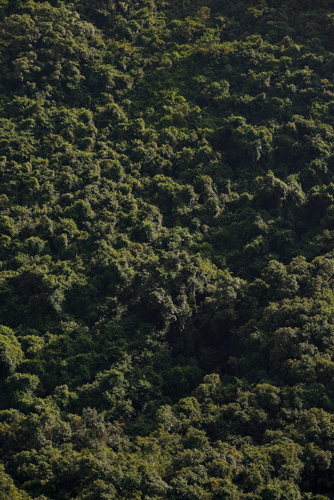 Dense tropical forest canopy