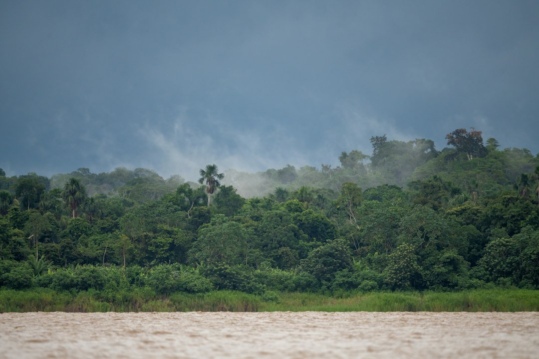 Misty Amazon rainforest canopy seen from the river