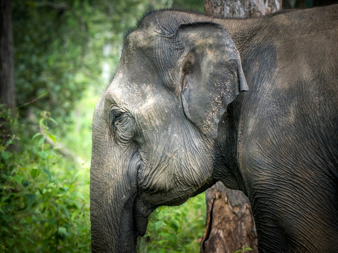 An Asian elephant in a green forest