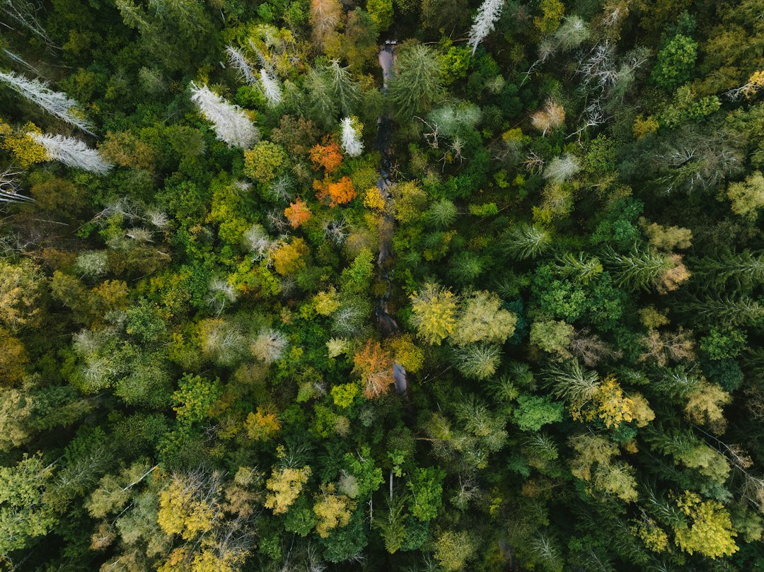 Aerial view of a dense forest