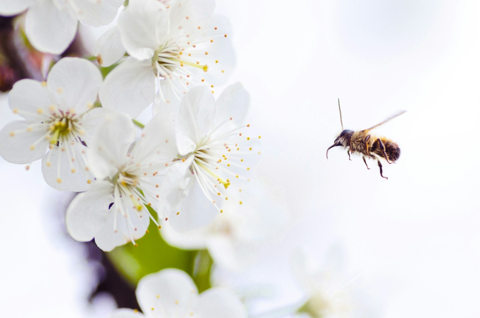 Bee pollinating a white flower