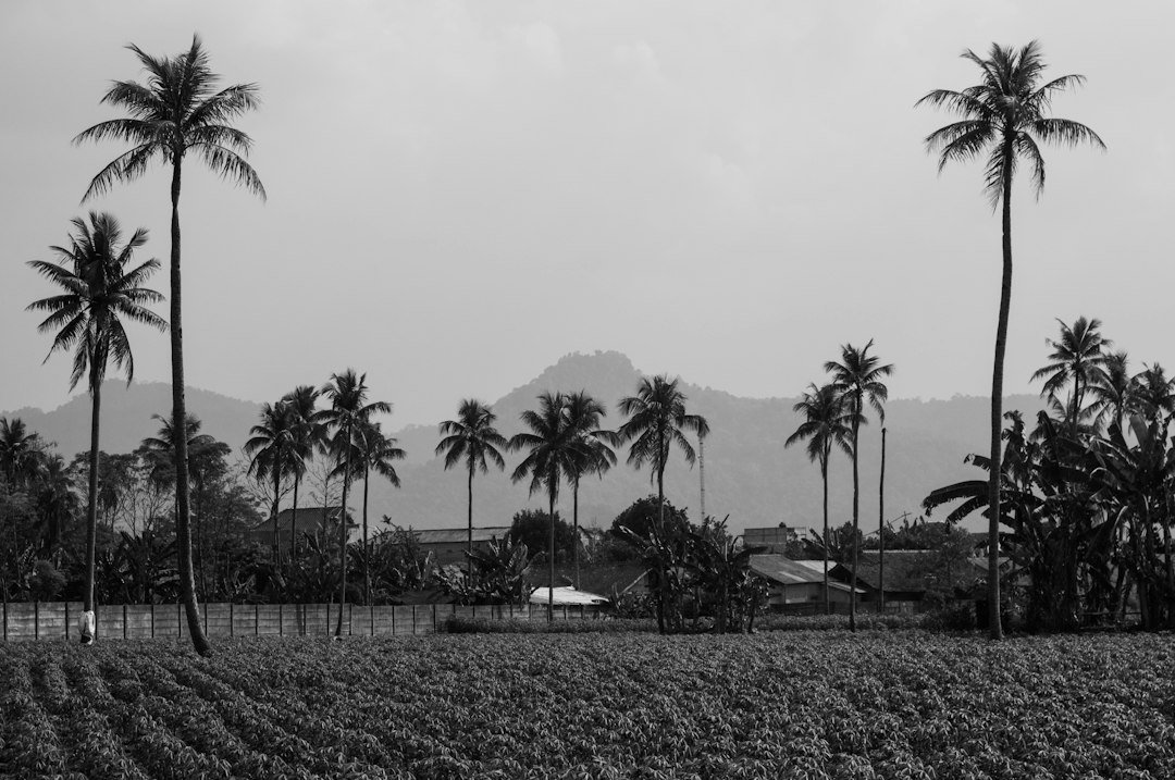 Cultivated fields with palm trees and distant hills