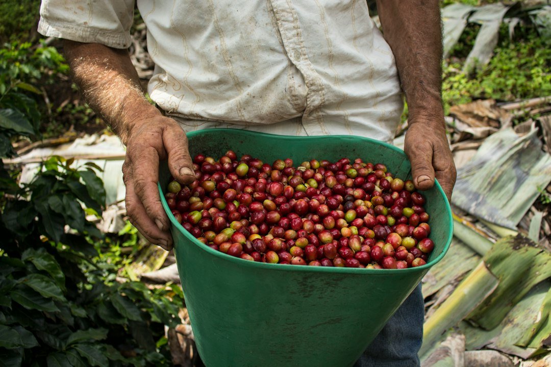 Farmer holding a bucket of ripe coffee cherries