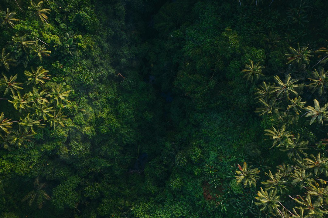 Aerial view of a lush green rainforest