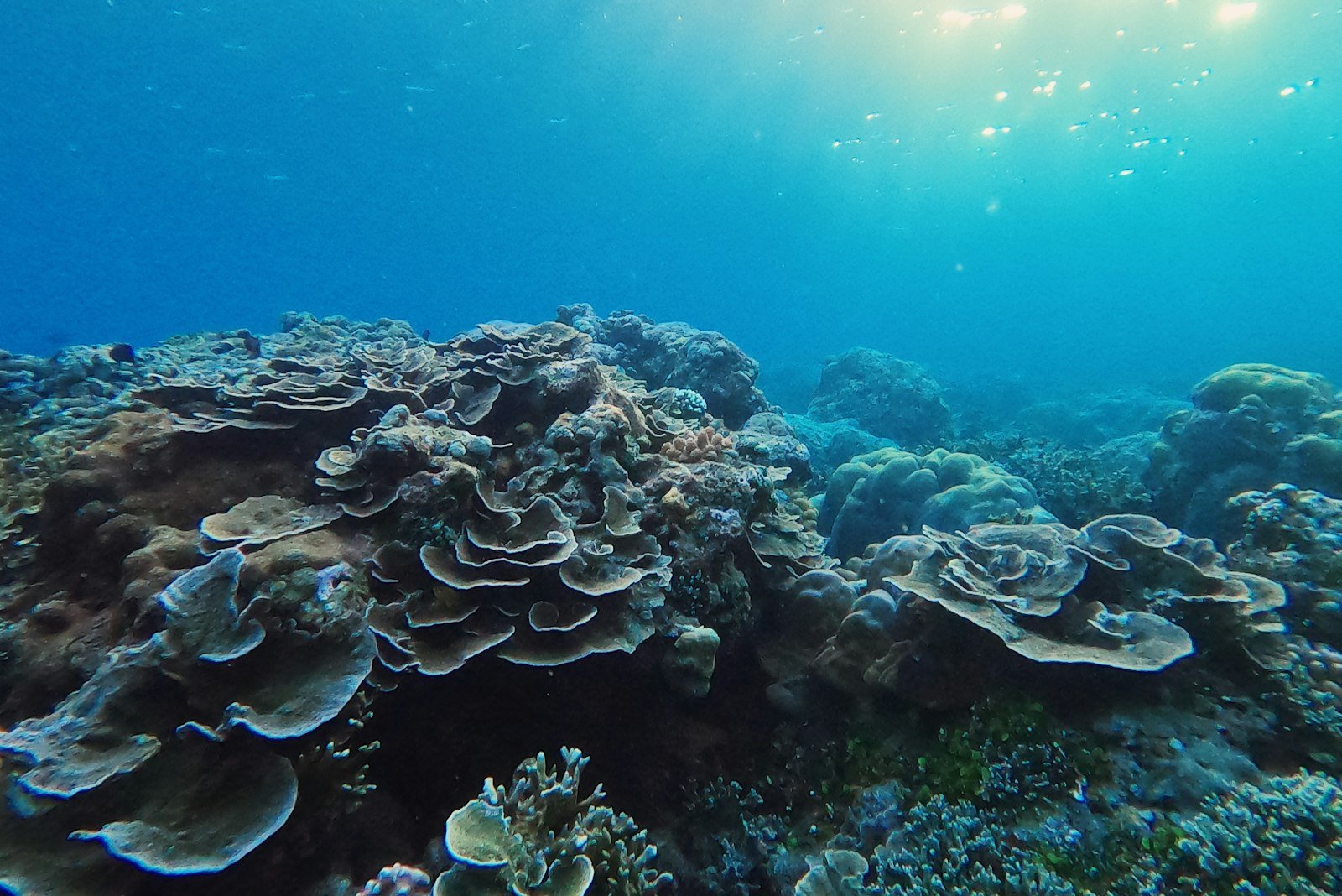 Coral reef seen underwater