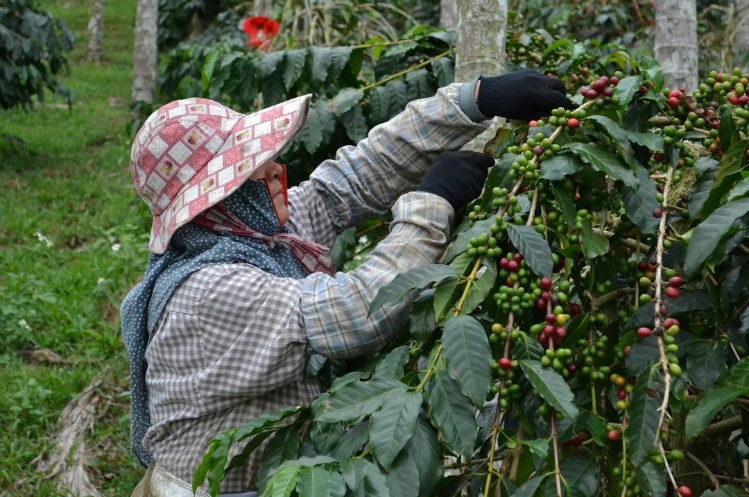 A worker harvesting ripe coffee cherries