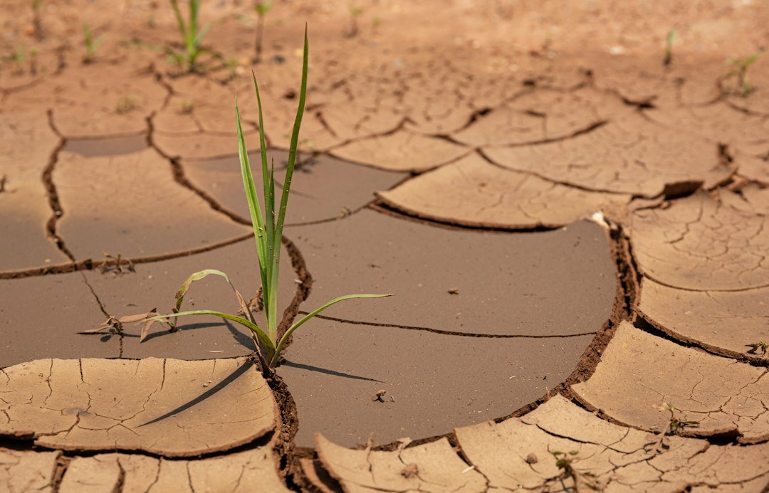 A plant sprouting from cracked, dry soil