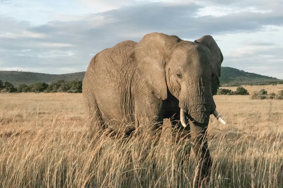 An elephant in Maasai Mara National Park, Kenya