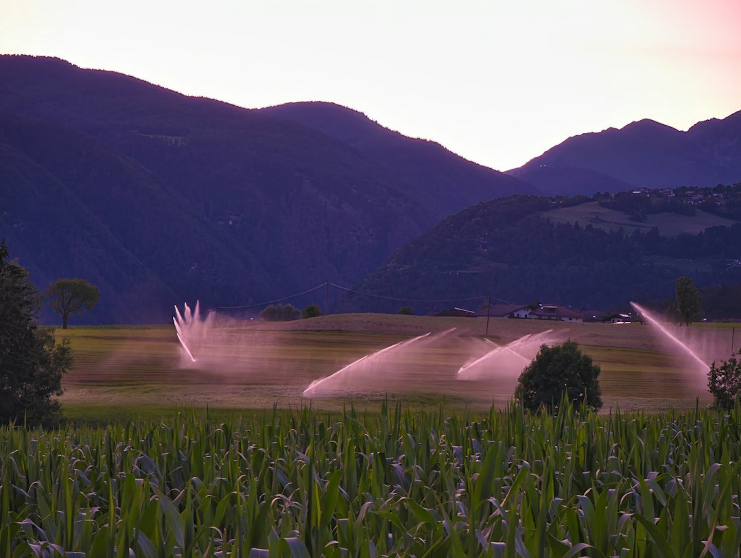 Sprinklers watering crops at dusk with mountains in the background