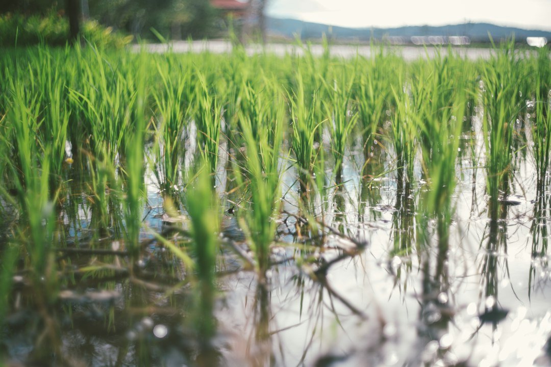 Green rice field partly submerged in water after heavy rain