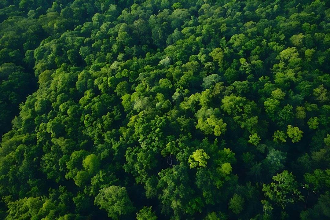 Aerial view of a lush green forest canopy