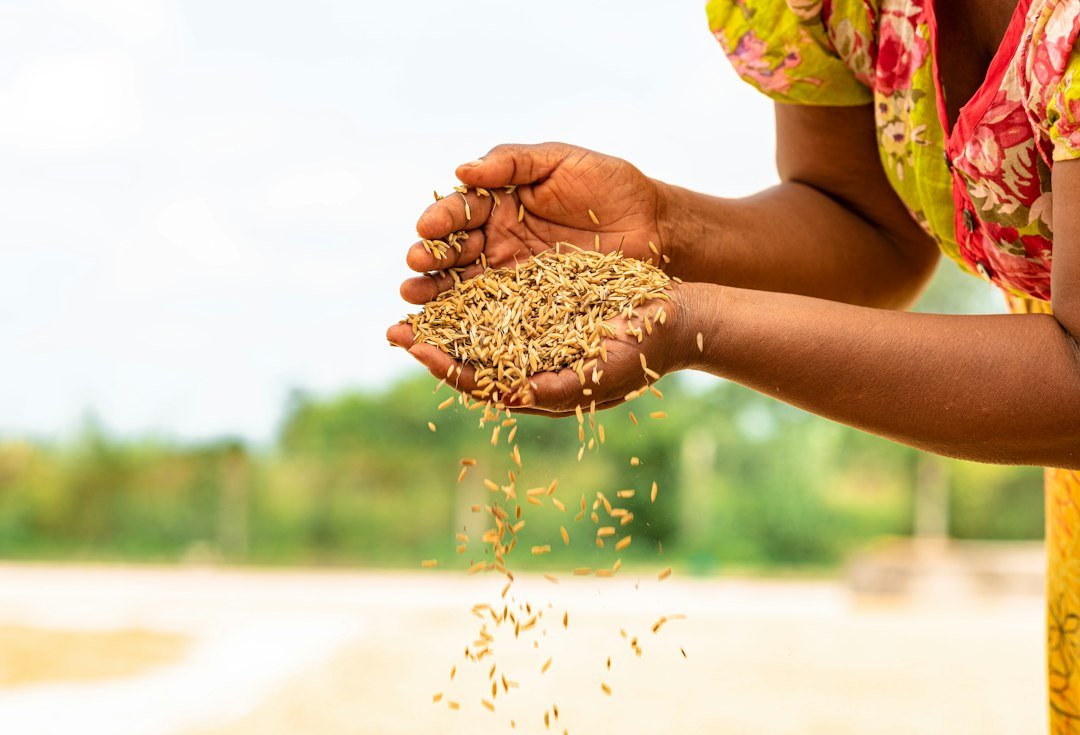 A woman pouring harvested grain from her hands