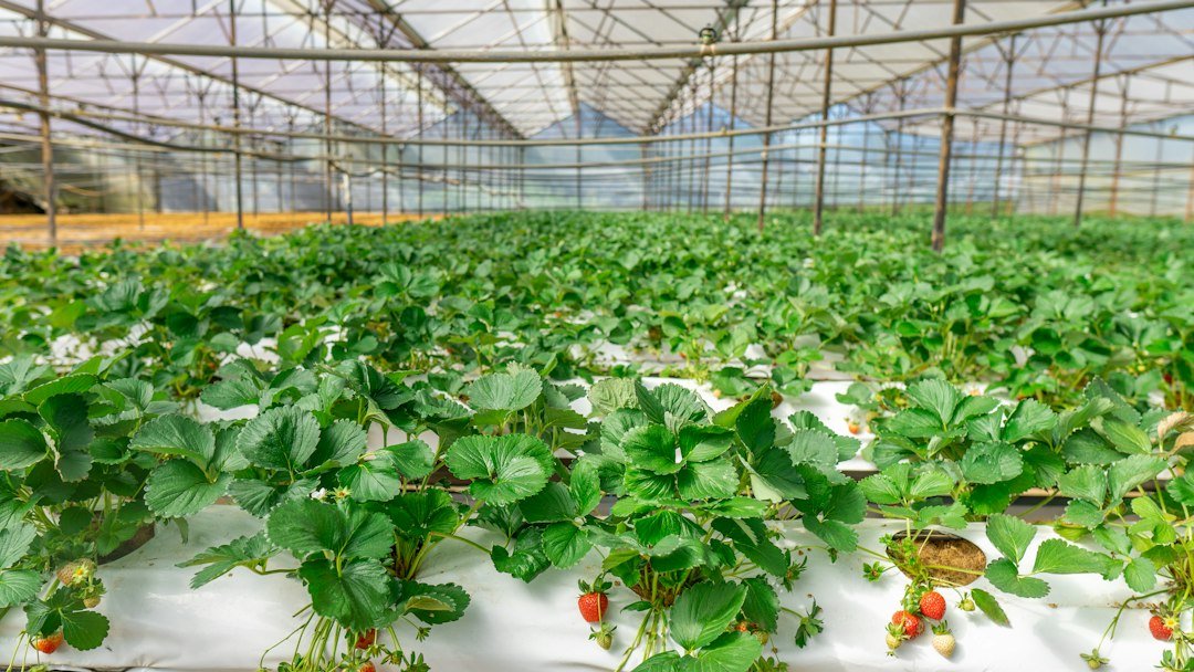 Rows of produce growing in a modern greenhouse
