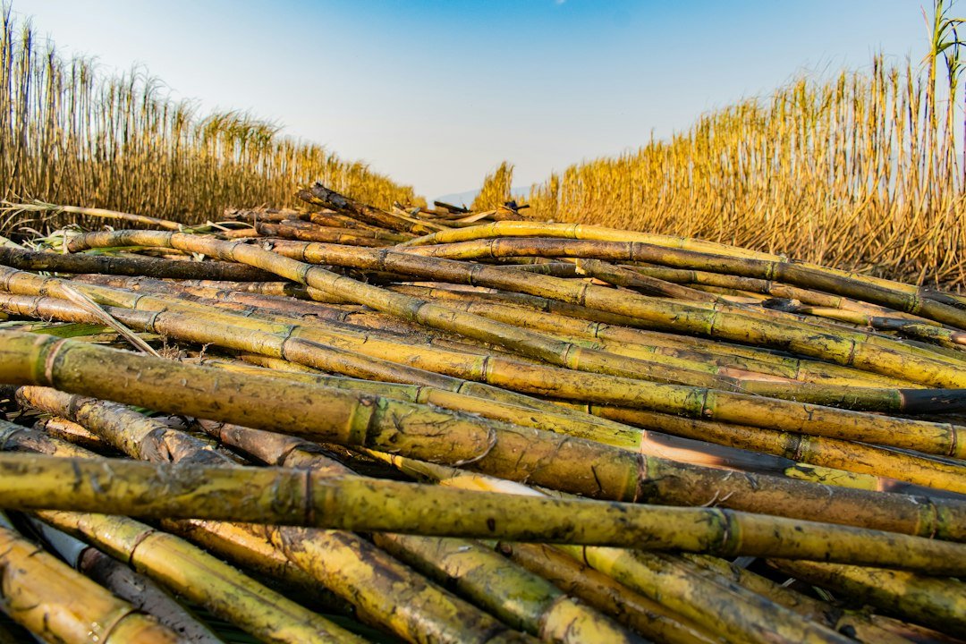 Harvested sugarcane stalks piled in a field under a clear blue sky