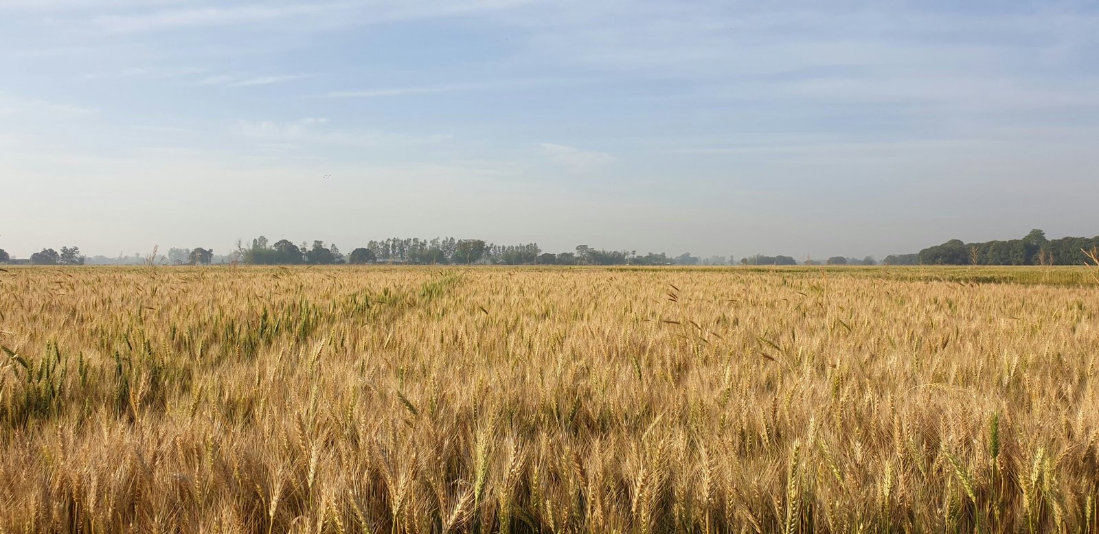 Golden wheat field under a clear blue sky
