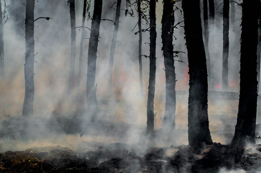 Silhouette of trees on smoke-covered forest