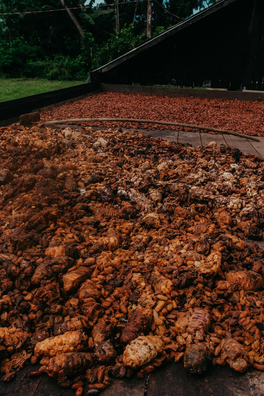 Cocoa beans fermenting and drying on wooden platforms