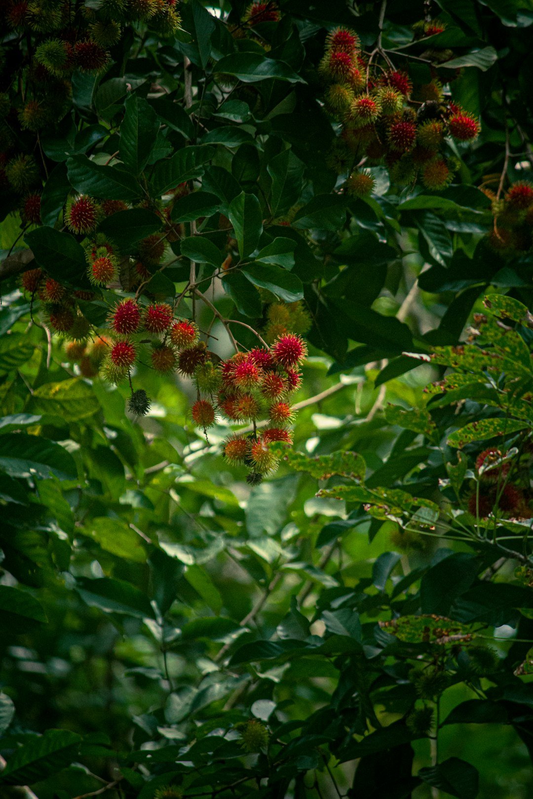 Clusters of rambutan fruit hanging from a tree in Kerala