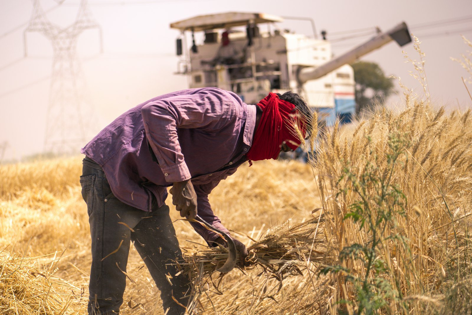 A woman in a red headscarf harvesting wheat by hand